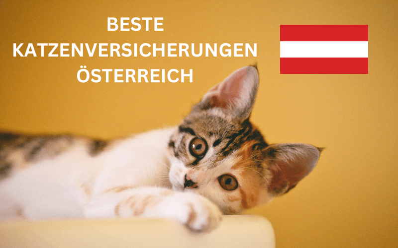 Read more about the article Beste Katzenversicherung Österreich