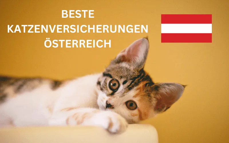 Mehr über den Artikel erfahren Beste Katzenversicherung Österreich