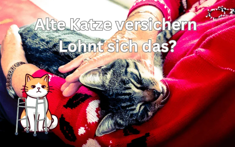 Mehr über den Artikel erfahren Katzenversicherung für ältere Katzen – Ohne Altersgrenze