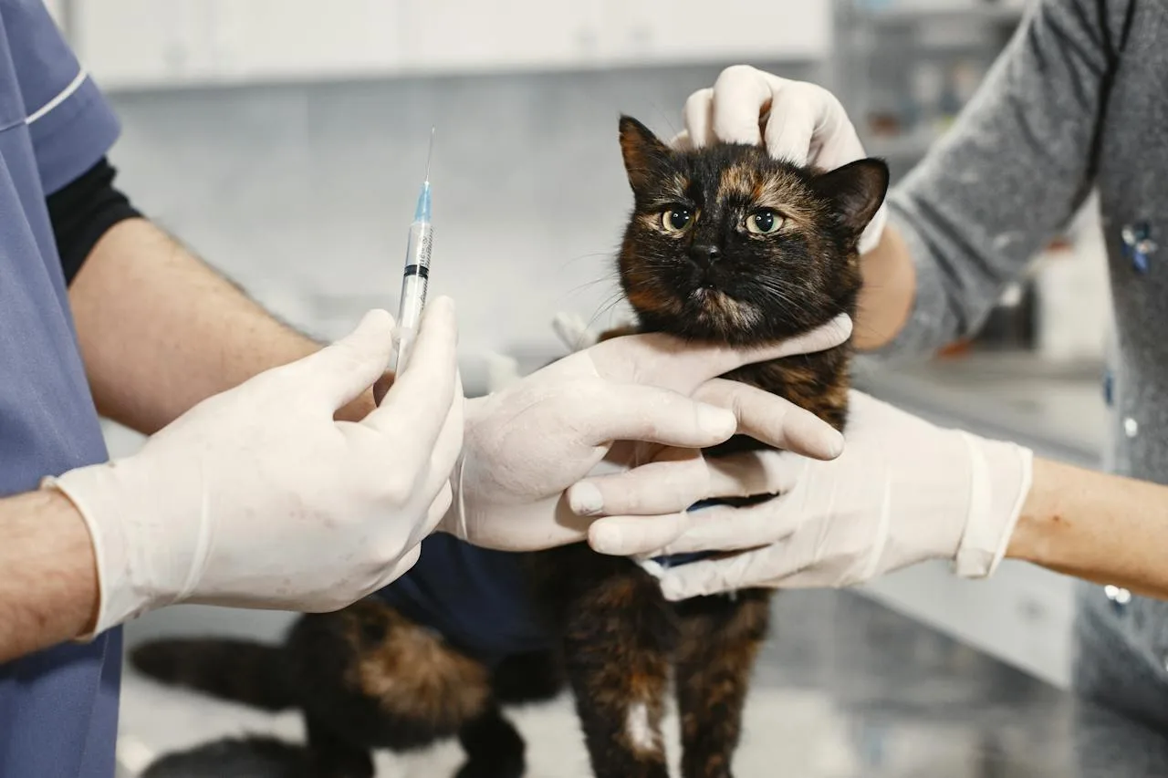 Mehr über den Artikel erfahren Katze impfen – Alles was du wissen musst