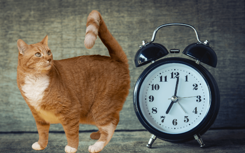 You are currently viewing Katzenversicherung ohne Wartezeit