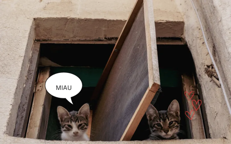 Mehr über den Artikel erfahren Katzenversicherung für 2 Katzen