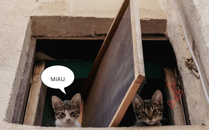 Mehr über den Artikel erfahren Katzenversicherung für 2 Katzen