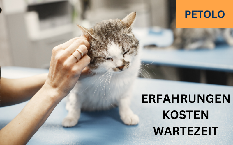 Read more about the article Petolo Katzenversicherung Erfahrungen