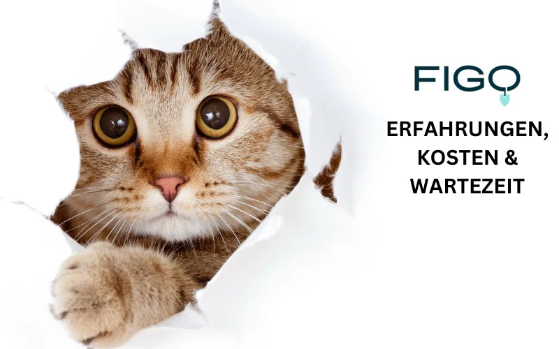 Mehr über den Artikel erfahren Figo Katzenversicherung Erfahrungen