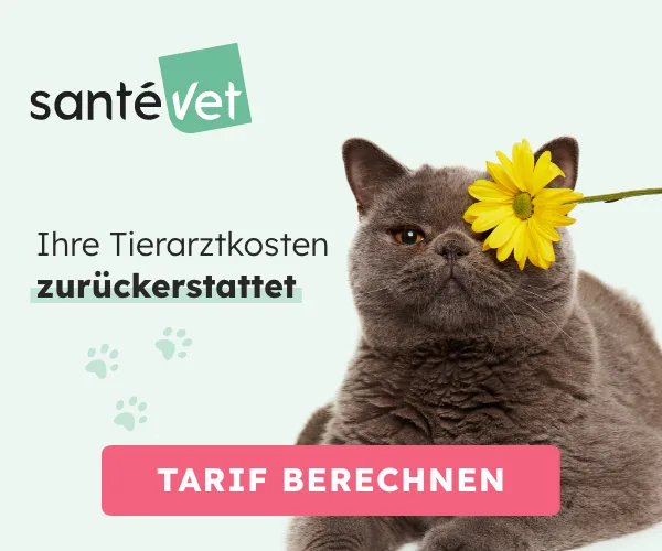 Mehr über den Artikel erfahren Santevet Katzenversicherung Erfahrungen