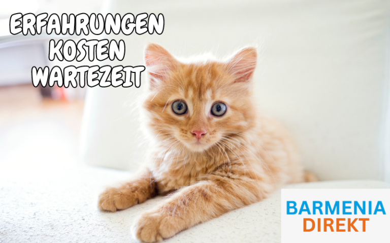 Read more about the article Barmenia Katzenversicherung Erfahrungen