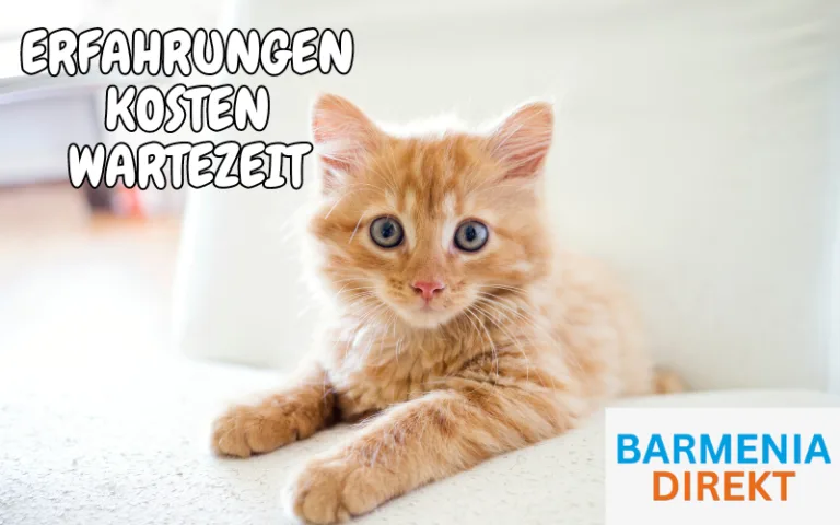 Mehr über den Artikel erfahren Barmenia Katzenversicherung Erfahrungen