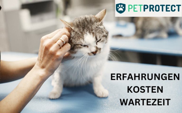 Read more about the article PETPROTECT Katzenversicherung Erfahrungen