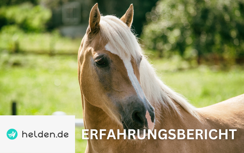 Read more about the article Helden Pferdehaftpflicht Erfahrungen