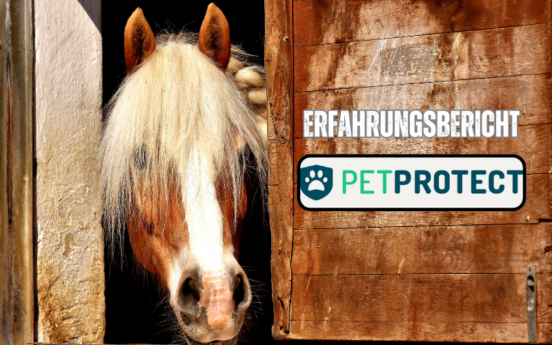 Read more about the article PetProtect Pferde OP-Versicherung Erfahrungsbericht