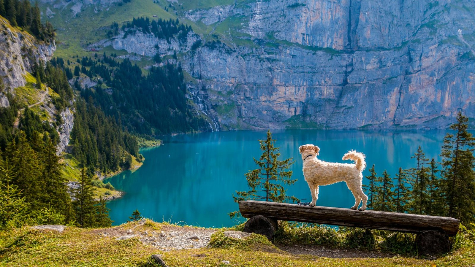 Mehr über den Artikel erfahren Lassie Hundeversicherung Erfahrungen