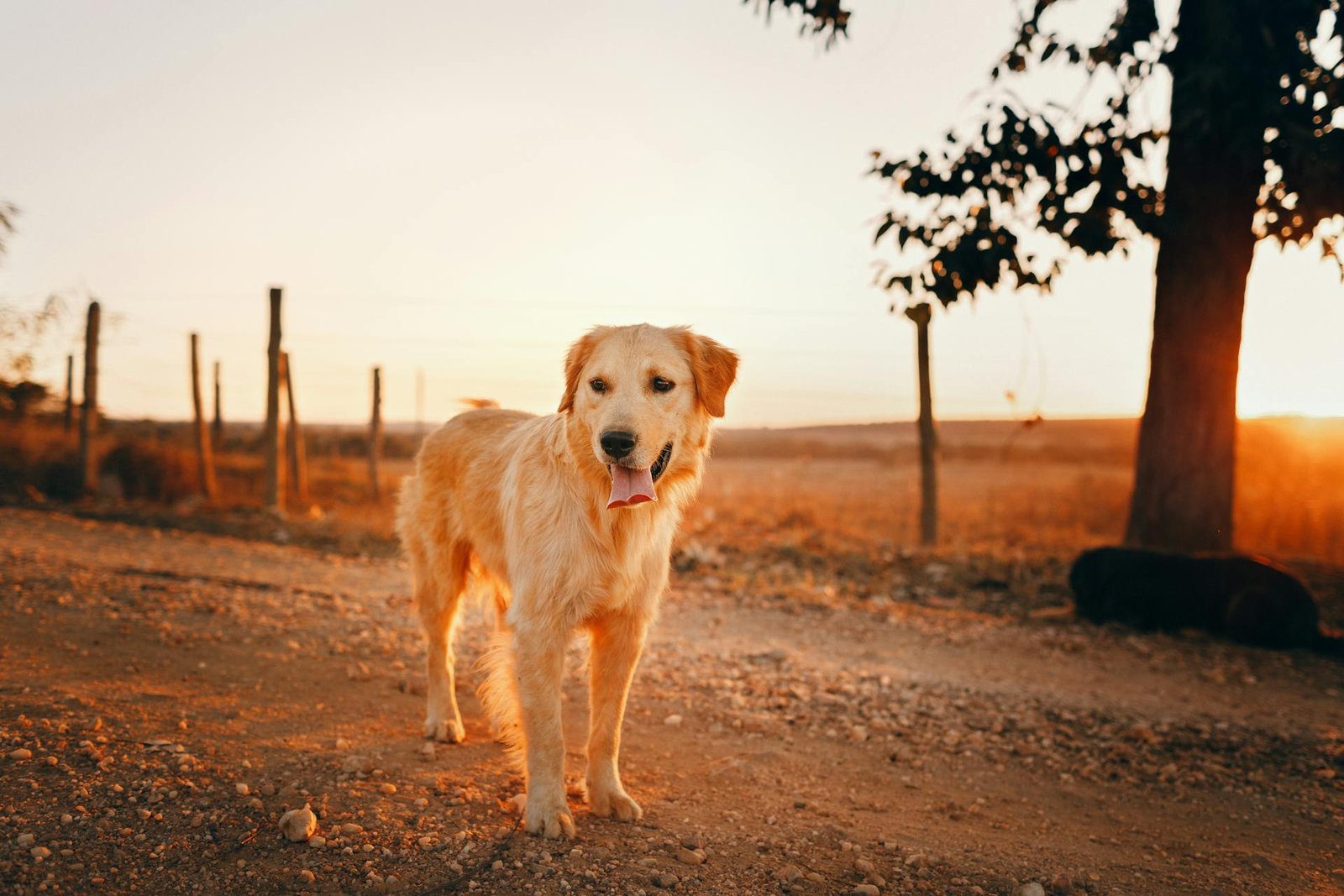 Mehr über den Artikel erfahren Dalma Hundeversicherung Erfahrungen