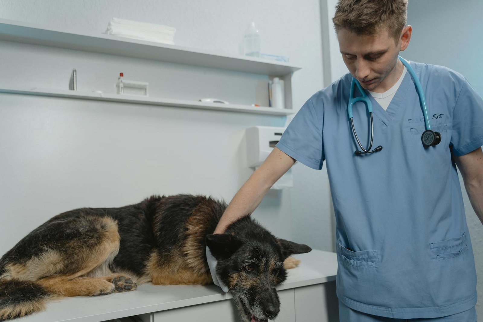 Mehr über den Artikel erfahren AGILA Hundeversicherung Erfahrungen