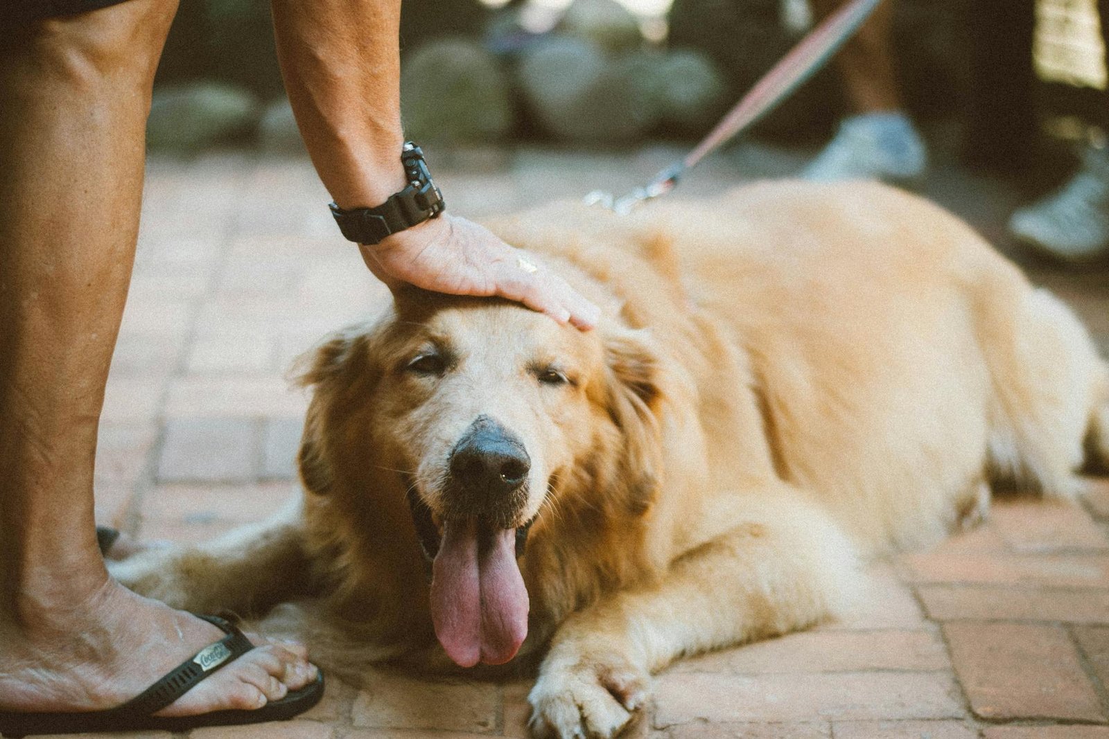 Mehr über den Artikel erfahren DA Direkt Hundeversicherung Erfahrungen