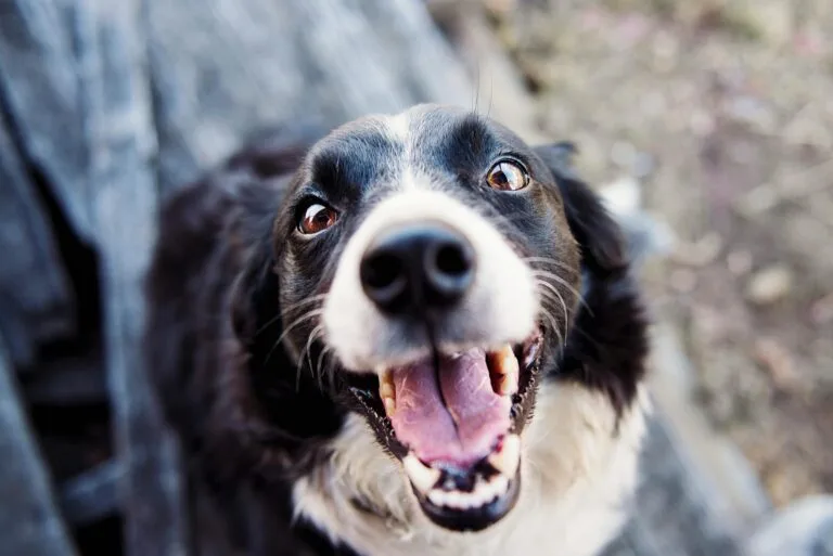 Mehr über den Artikel erfahren Figo Hundeversicherung Erfahrungen