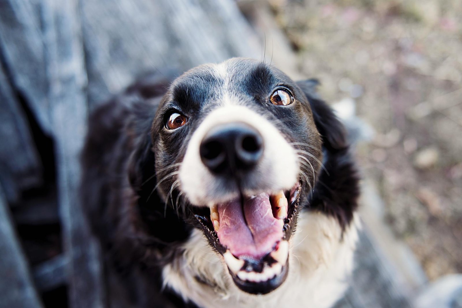 Mehr über den Artikel erfahren Figo Hundeversicherung Erfahrungen