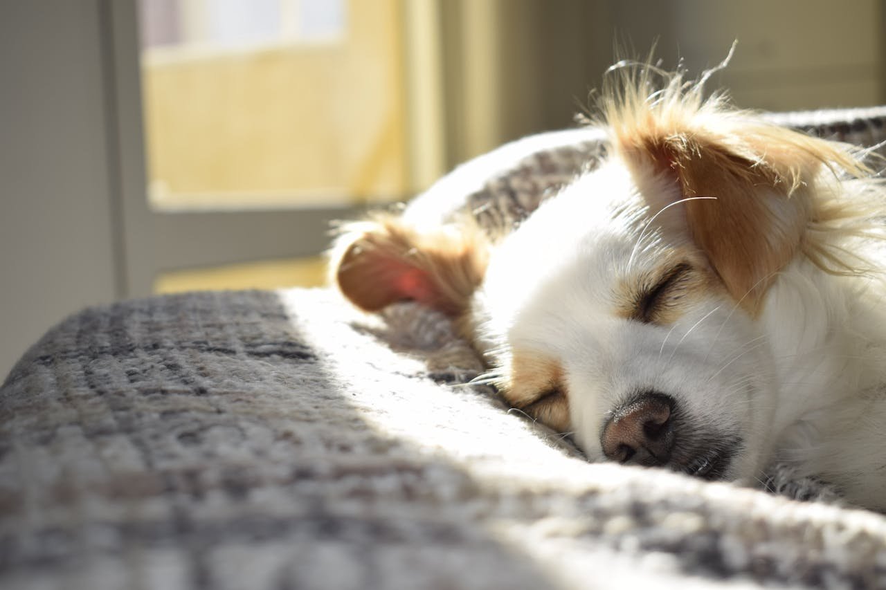 Mehr über den Artikel erfahren Hundeversicherung ohne Gesundheitsprüfung