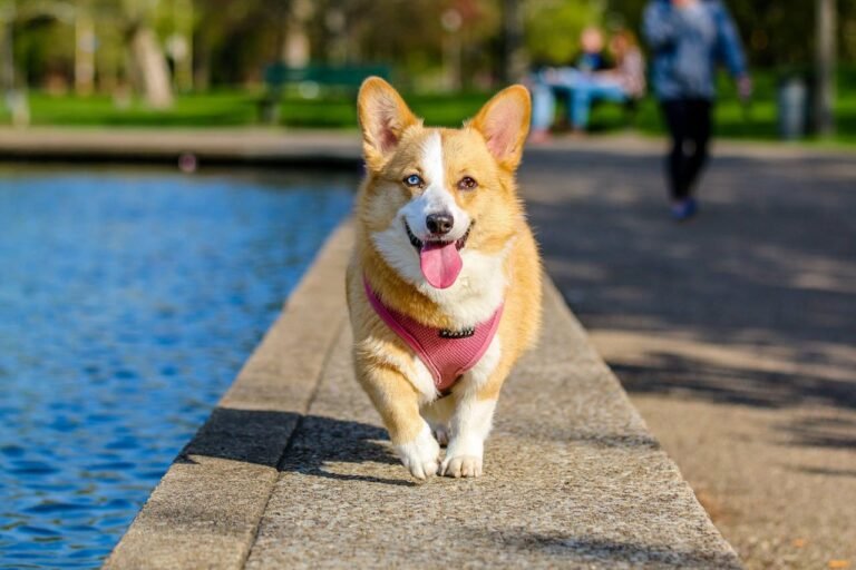 Hund einschläfern lassen