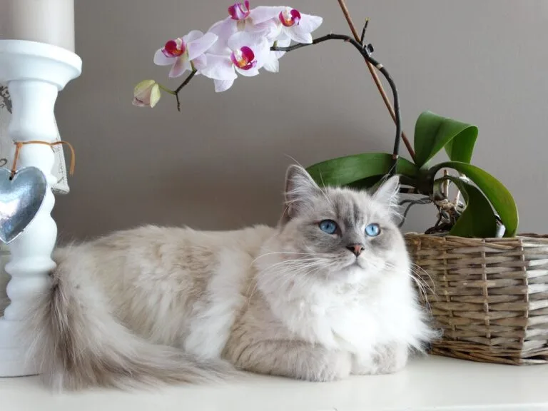 Katze Gewicht Tabelle Alter