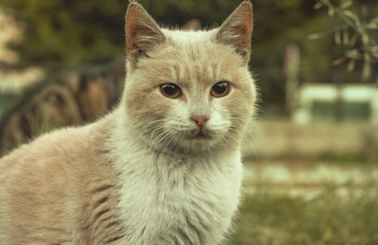 Lohnt sich eine Katzenversicherung?