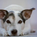 Sterbephasen beim Hund