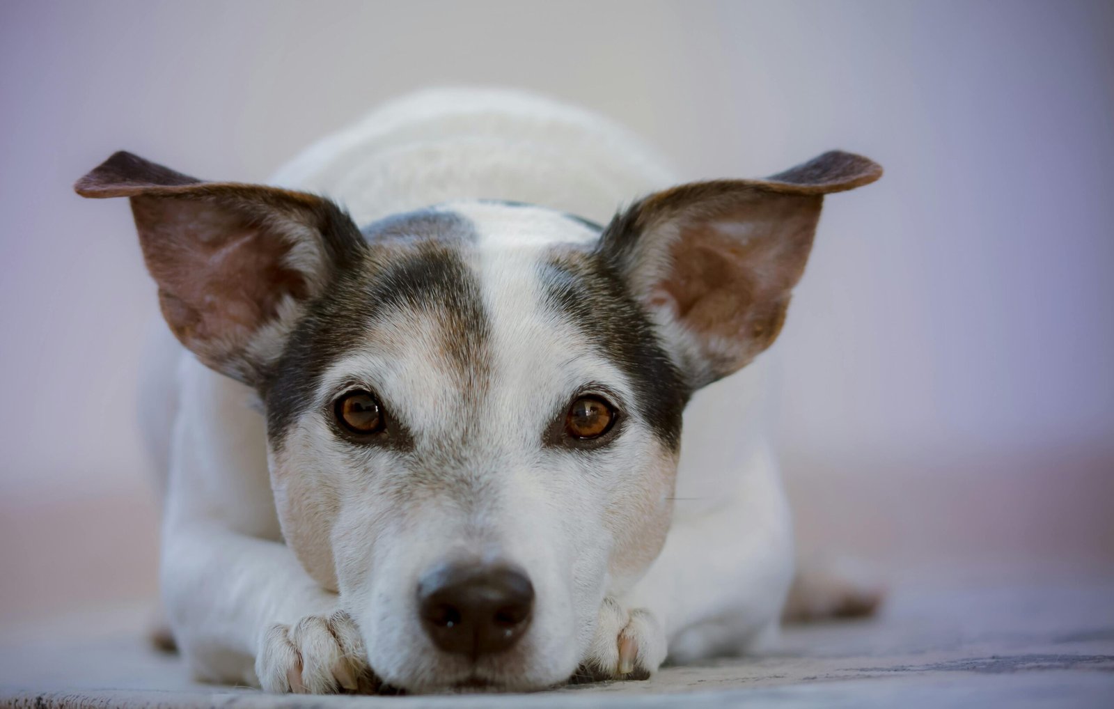 Mehr über den Artikel erfahren Sterbephasen beim Hund