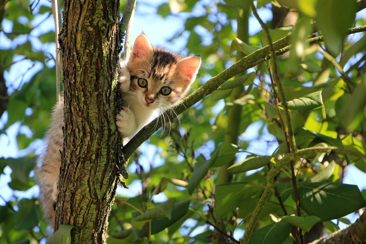 Mehr über den Artikel erfahren Muss man Katzen versichern?