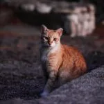 Katzenversicherung für ältere Katzen ohne Wartezeit