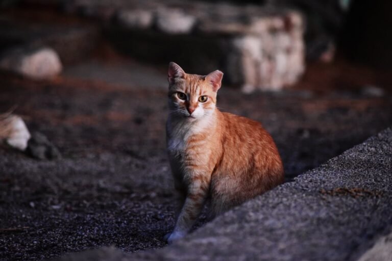 Katzenversicherung für ältere Katzen ohne Wartezeit