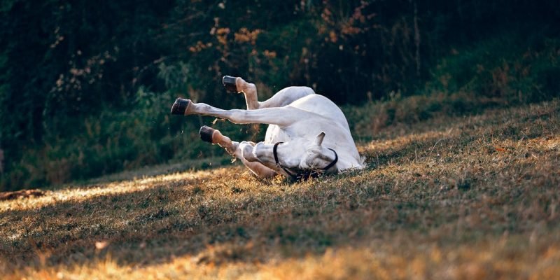 Pferd OP Versicherung